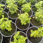 Bršlen Fortuneov (Euonymus Fortunei) ´EMERALD´N GOLD´ - výška 10-15 cm, kont. C2L